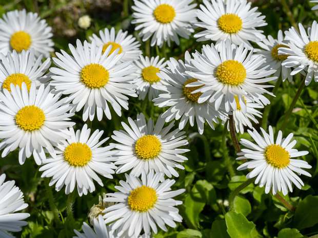Астроцветные - Asterales Asterales is an order of dicotyledonous flowering plants that includes the large family Asteraceae (or Compositae) known...
