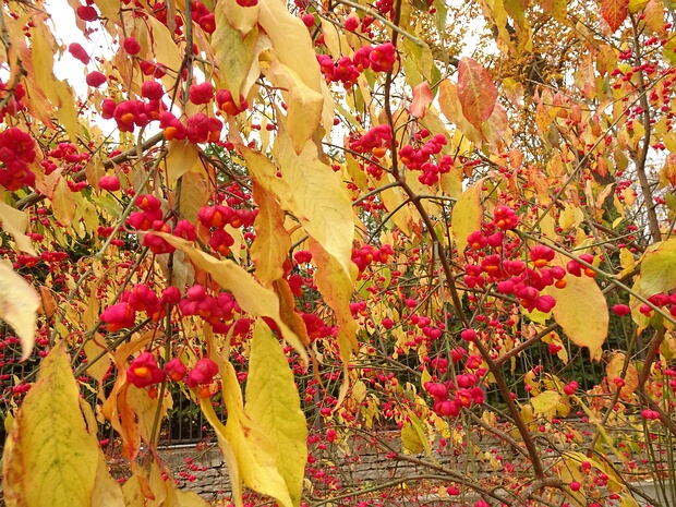 Бересклетоцветные - Celastrales The Celastrales are an order of flowering plants found throughout the tropics and subtropics, with only a few species...