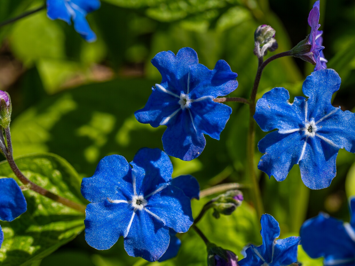 Бурачникоцветные - Boraginales Boraginales is a valid taxonomic name at the rank of order for a group of flowering plants. When recognized, it includes...