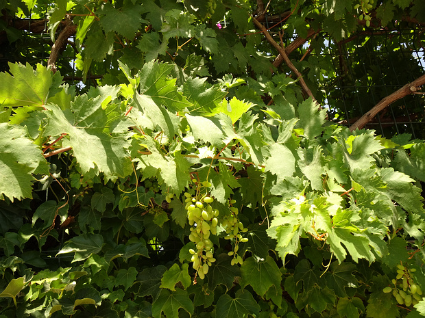 Виноградоцветные - Vitales The Vitaceae are a family of dicotyledonous flowering plants, with 14 genera and ca 910 known species, including the...
