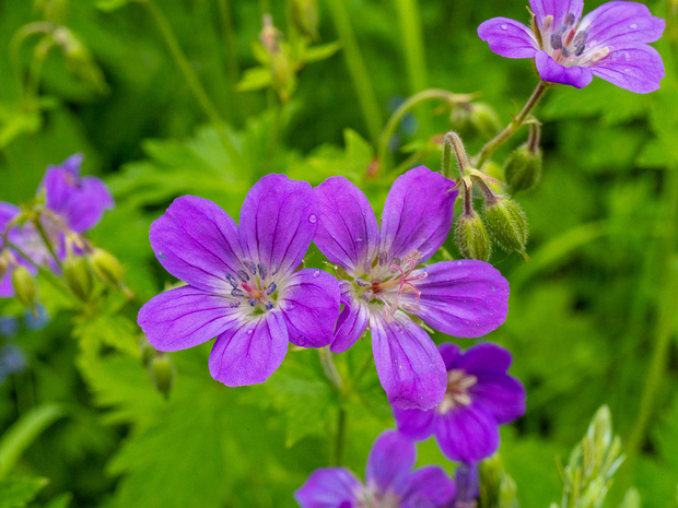 Гераниецветные - Geraniales Geraniales are a small order of flowering plants, included within the rosid subclade of eudicots. The largest family in...