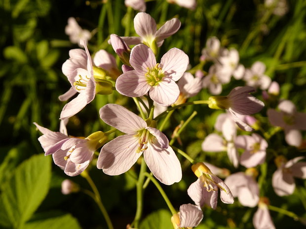 Капустоцветные - Brassicales The Brassicales (or Cruciales) are an order of flowering plants, belonging to the eurosids II group of dicotyledons...