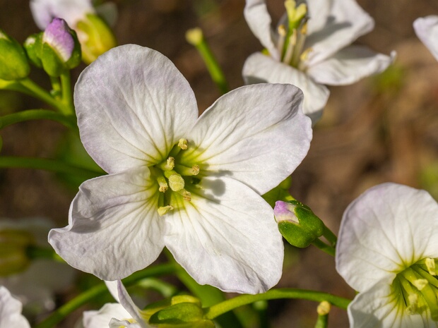 Капустоцветные - Brassicales The Brassicales (or Cruciales) are an order of flowering plants, belonging to the eurosids II group of dicotyledons...