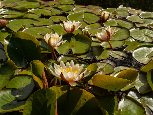 Кувшинкоцветные - Nymphaeales The Nymphaeales are an order of flowering plants, consisting of three families of aquatic plants, the Hydatellaceae, the...