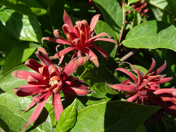 Лавроцветные - Laurales The Laurales are an order of flowering plants. They are magnoliids, related to the Magnoliales. The order includes about...