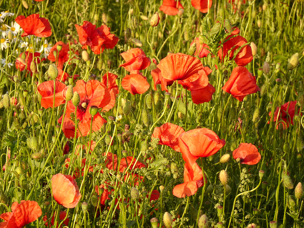 Лютикоцветные - Ranunculales Ranunculales is an order of flowering plants. Of necessity it contains the family Ranunculaceae, the buttercup family,...