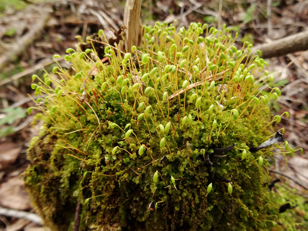 DSC09486