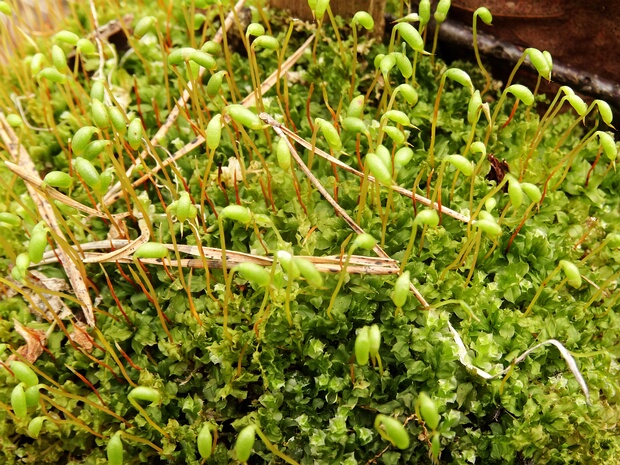 Бриевые - Bryaceae