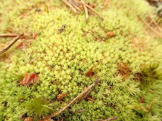 Леукобриевые - Leucobryaceae