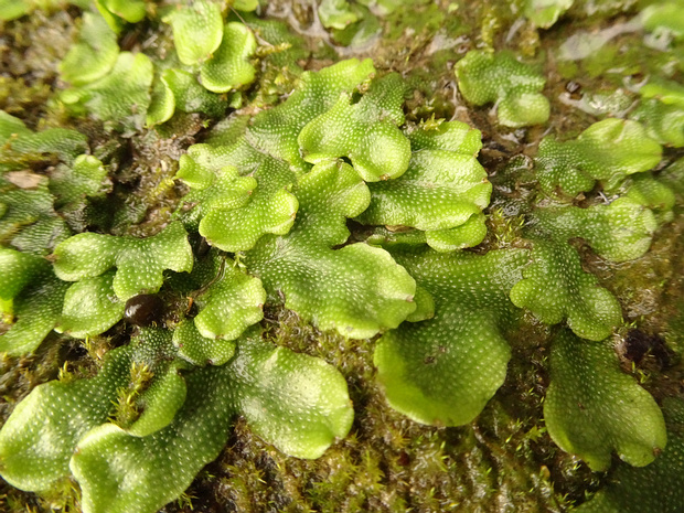 Коноцефаловые - Conocephalaceae Conocephalum is a genus of thallose liverworts in the order Marchantiales. The family Conocephalaceae consists of two...