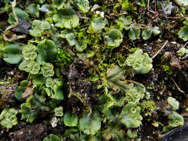 Маршанциевые - Marchantiaceae Marchantiaceae is a family of liverworts in order Marchantiales.