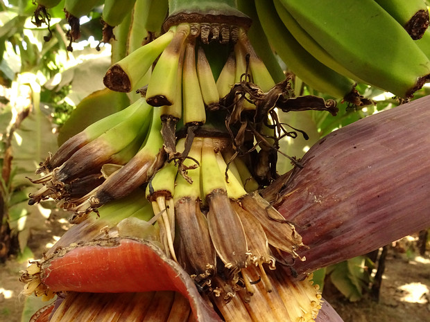 Банан заостренный - Musa acuminata