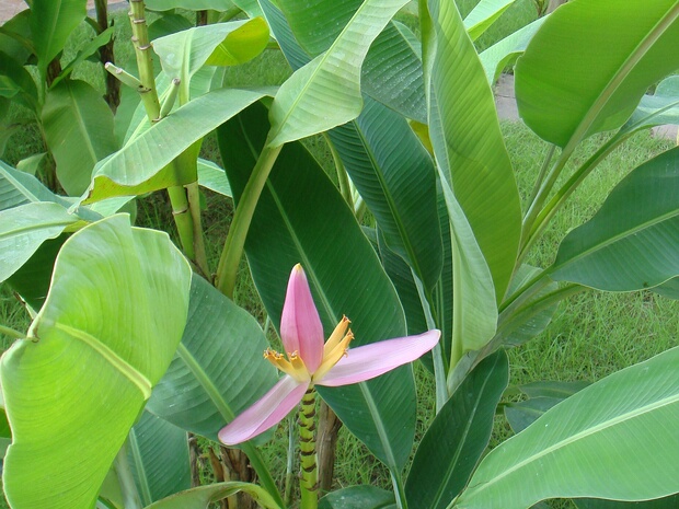 Банан лавандовый - Musa ornata