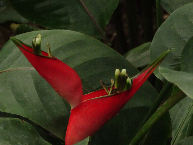 Геликония прямая - Heliconia stricta