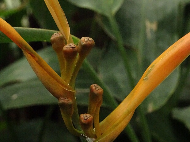 Геликония попугайная 'Олимпийская Мечта' - Heliconia psittacorum 'Olympic Dream'