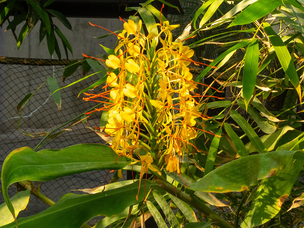 !hedychium-gardnerianum_1-2