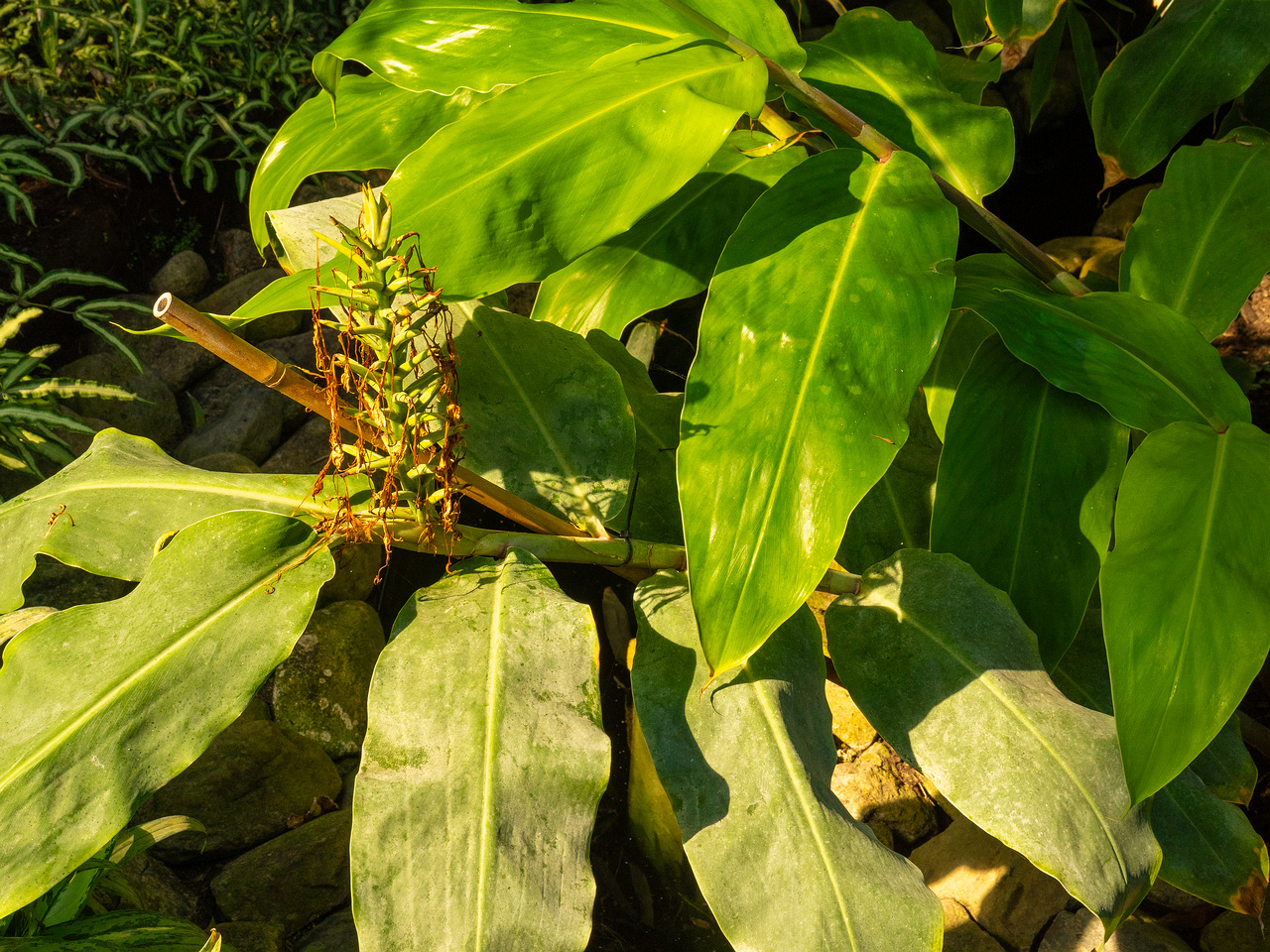 hedychium-gardnerianum_1-3