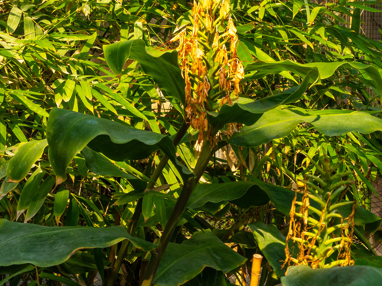 hedychium-gardnerianum_1-4