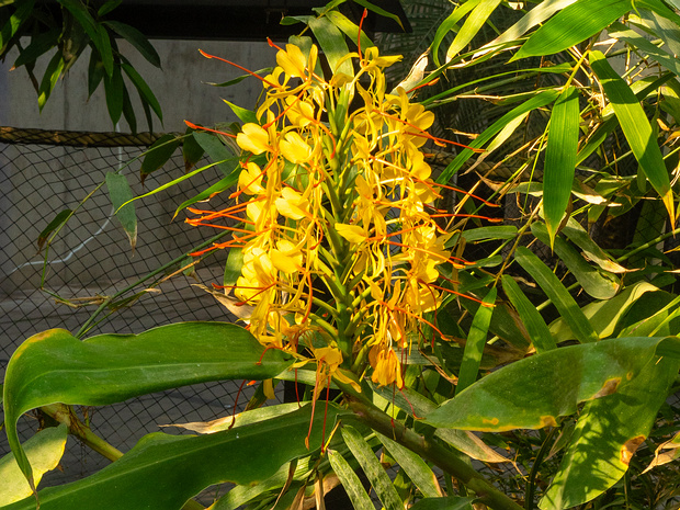 Гедихиум Гарднера - Hedychium gardnerianum