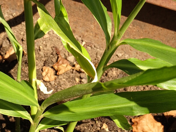 Имбирь аптечный - Zingiber officinale