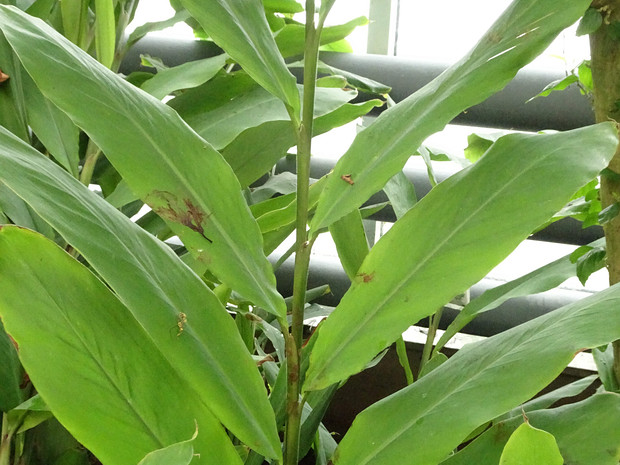 Кардамон настоящий - Elettaria cardamomum