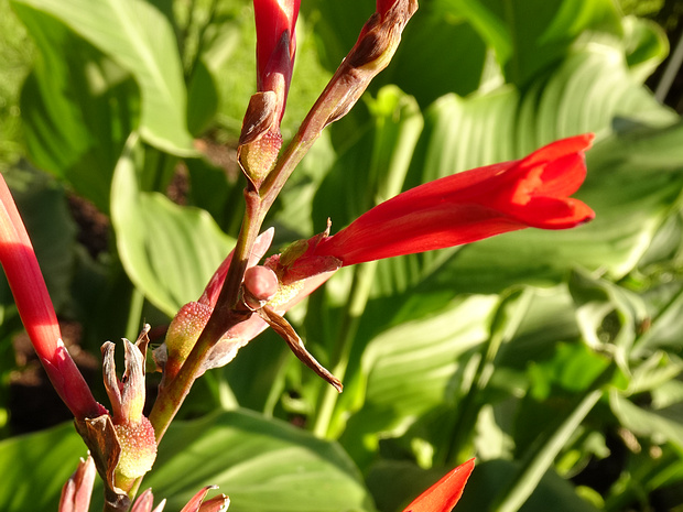 Канна индийская - Canna indica