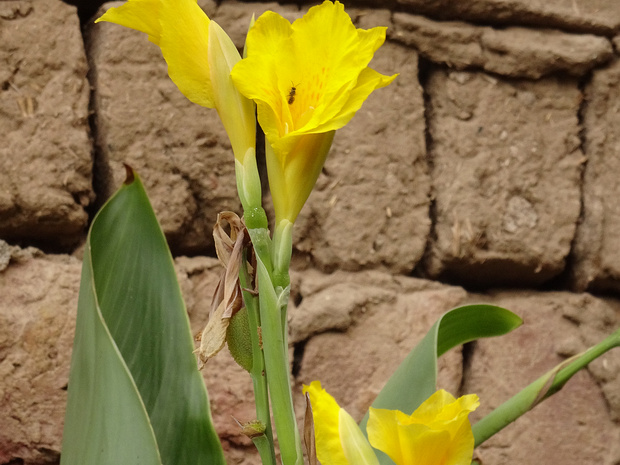 Канна повислая - Canna flaccida