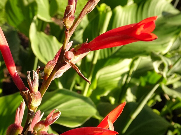 Канна индийская - Canna indica