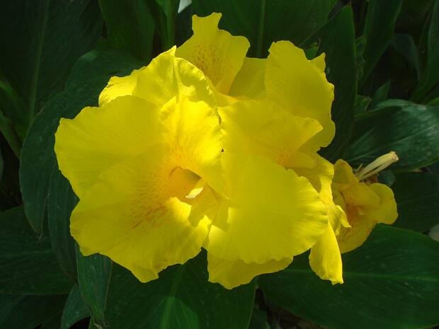 Канна x типовая 'Привет Желтый' - Canna x generalis 'Hello Yellow'