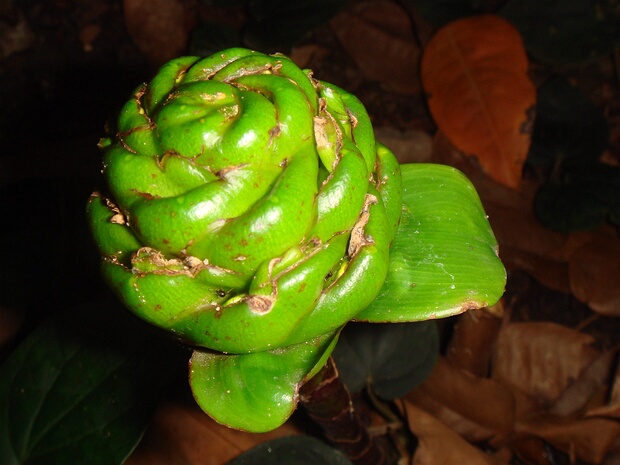 Костус африканский - Costus afer