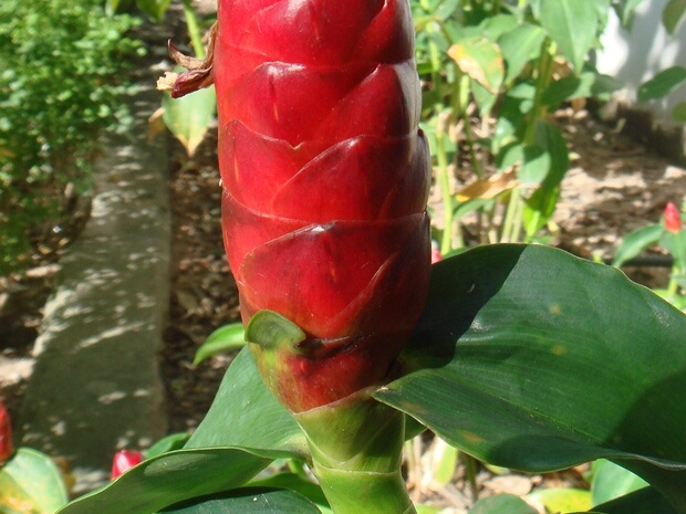 Костус колосовидный - Costus spicatus