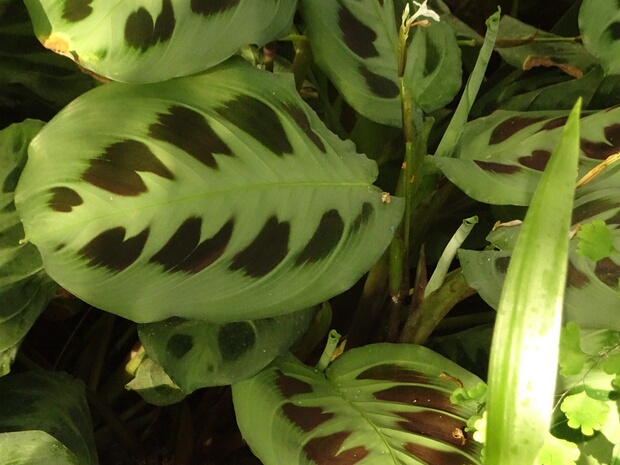 Маранта беложильчатая - Maranta leuconeura