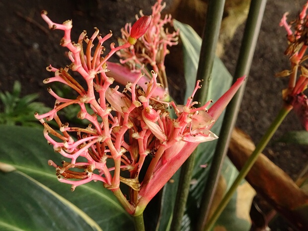 Строманта кроваво-красная 'Трио-звезда' - Stromanthe sanguinea 'Triostar'