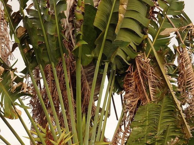 Равенала мадагаскарская - Ravenala madagascariensis