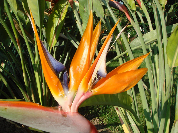 Стрелиция королевская - Strelitzia reginae