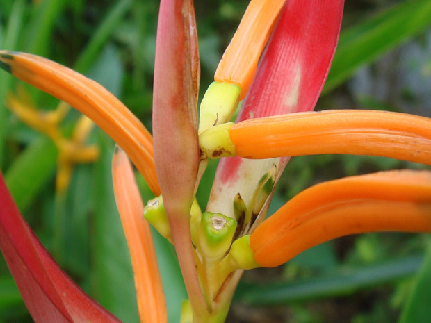 Геликониевые - Heliconiaceae Heliconia, derived from the Greek word helikonios, is a genus of flowering plants in the family Heliconiaceae. Most of...