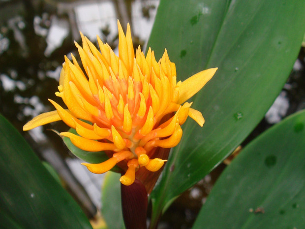 Имбирные - Zingiberaceae Zingiberaceae (/ˌzɪndʒɪbəˈreɪsiː/) or the ginger family is a family of flowering plants made up of about 50 genera with...