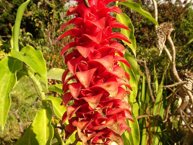 Костусовые - Costaceae Costaceae, or the Costus family, is a family of pantropical monocots. It belongs to the order Zingiberales, which...