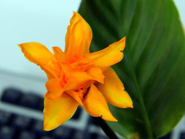 Марантовые - Marantaceae The Marantaceae are a family, the arrowroot family, of flowering plants known for its large starchy rhizomes. It is...