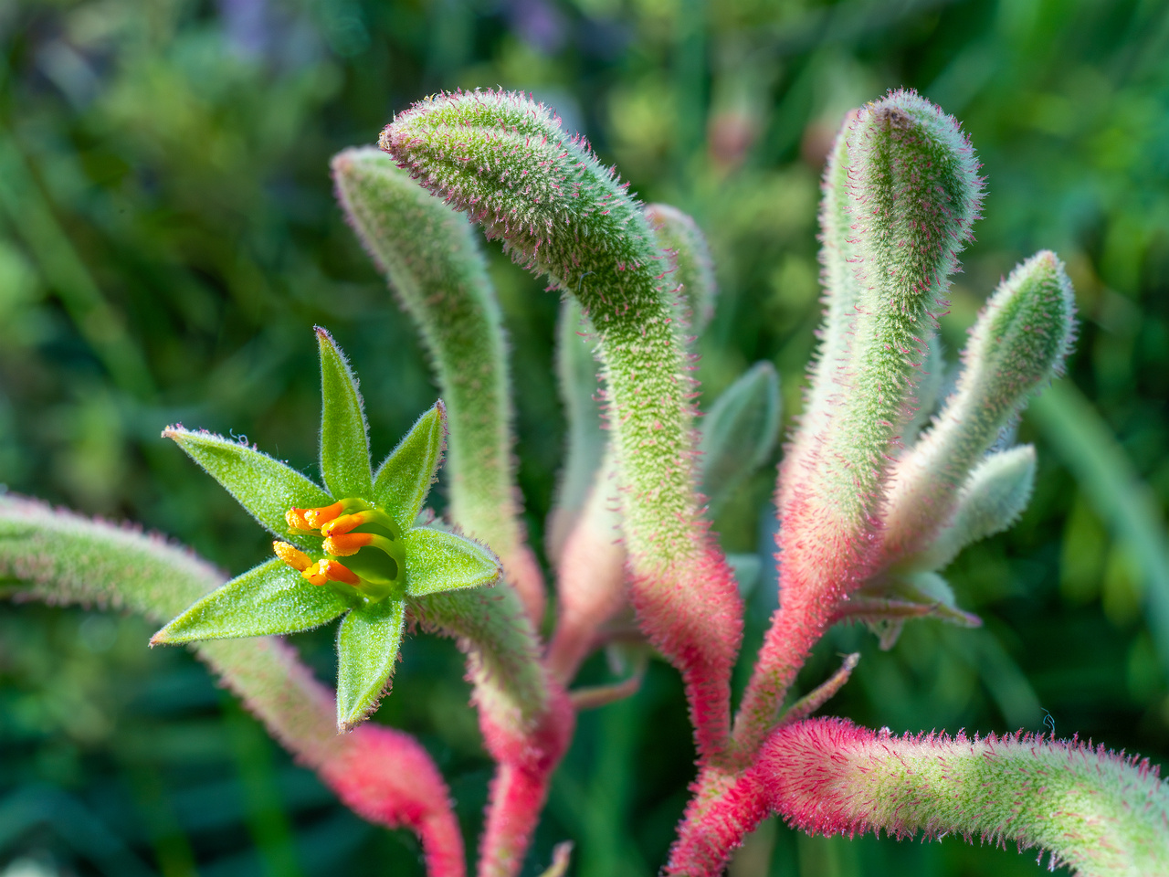 tallinn_botanical_garden_palm_house_subtropics-8