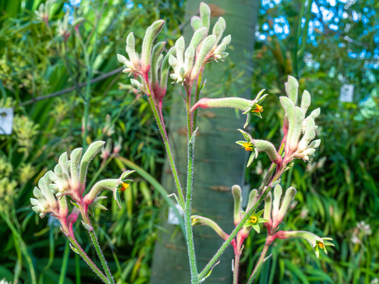 tallinn_botanical_garden_palm_house_subtropics-9