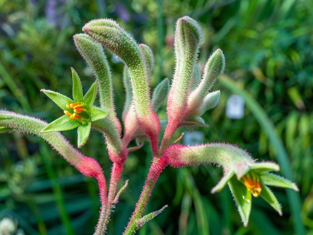 Анигозантос желтоватый - Anigozanthos flavidus