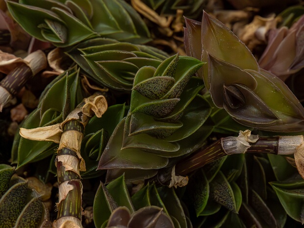 Каллизия ладьевидная - Callisia navicularis