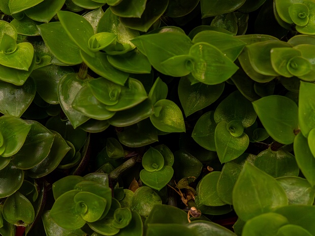 Каллизия ползучая - Callisia repens