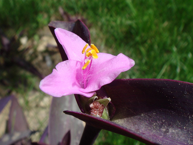 Сеткреазия пурпуровая - Setcreasia purpurea