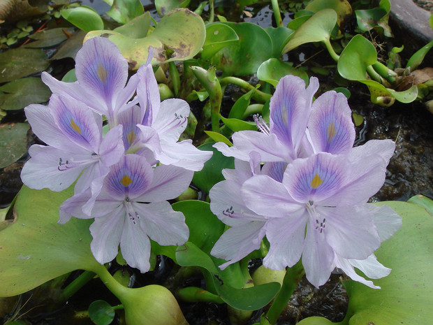 Понтедериевые - Pontederiaceae Pontederiaceae is a family of flowering plants. Monochoria vaginalis in Kerala The APG IV system of 2016 (unchanged from...
