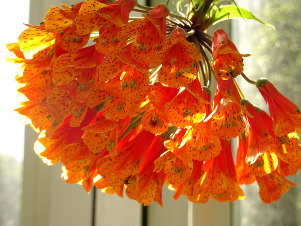 Бомарея многоцветковая - Bomarea multiflora