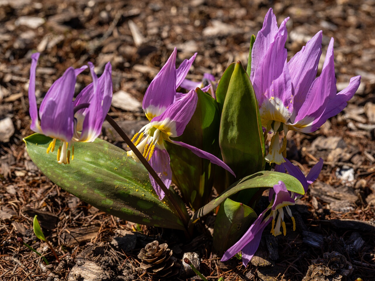 !Erythronium sibiricum _2026-04-18_1-19