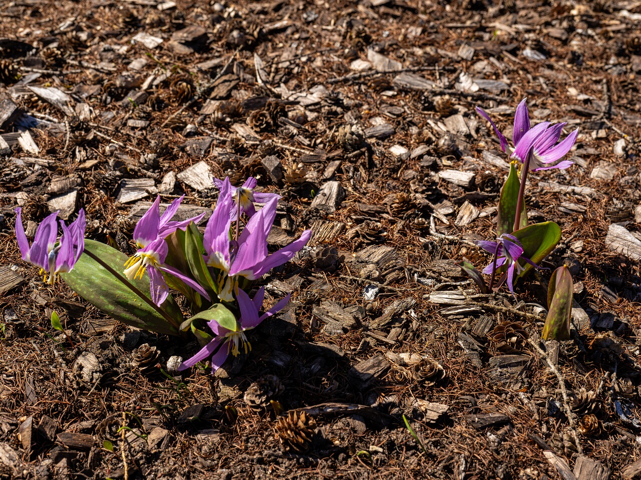 Erythronium sibiricum _2026-04-18_1-17
