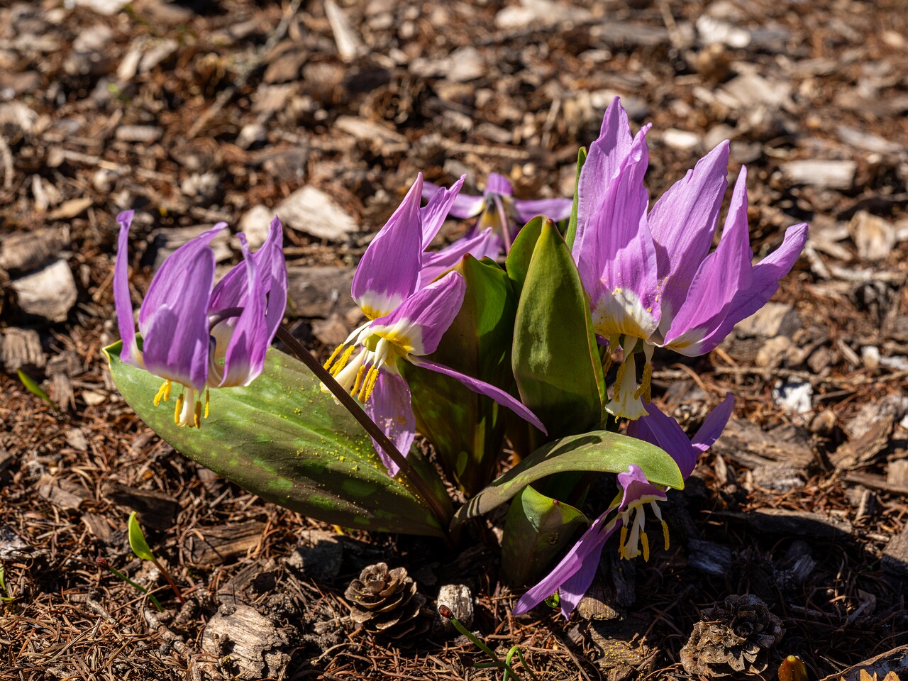 Erythronium sibiricum _2026-04-18_1-18